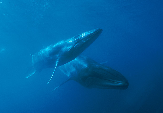  The sound has baffled scientists who initially thought it was a whale mating call