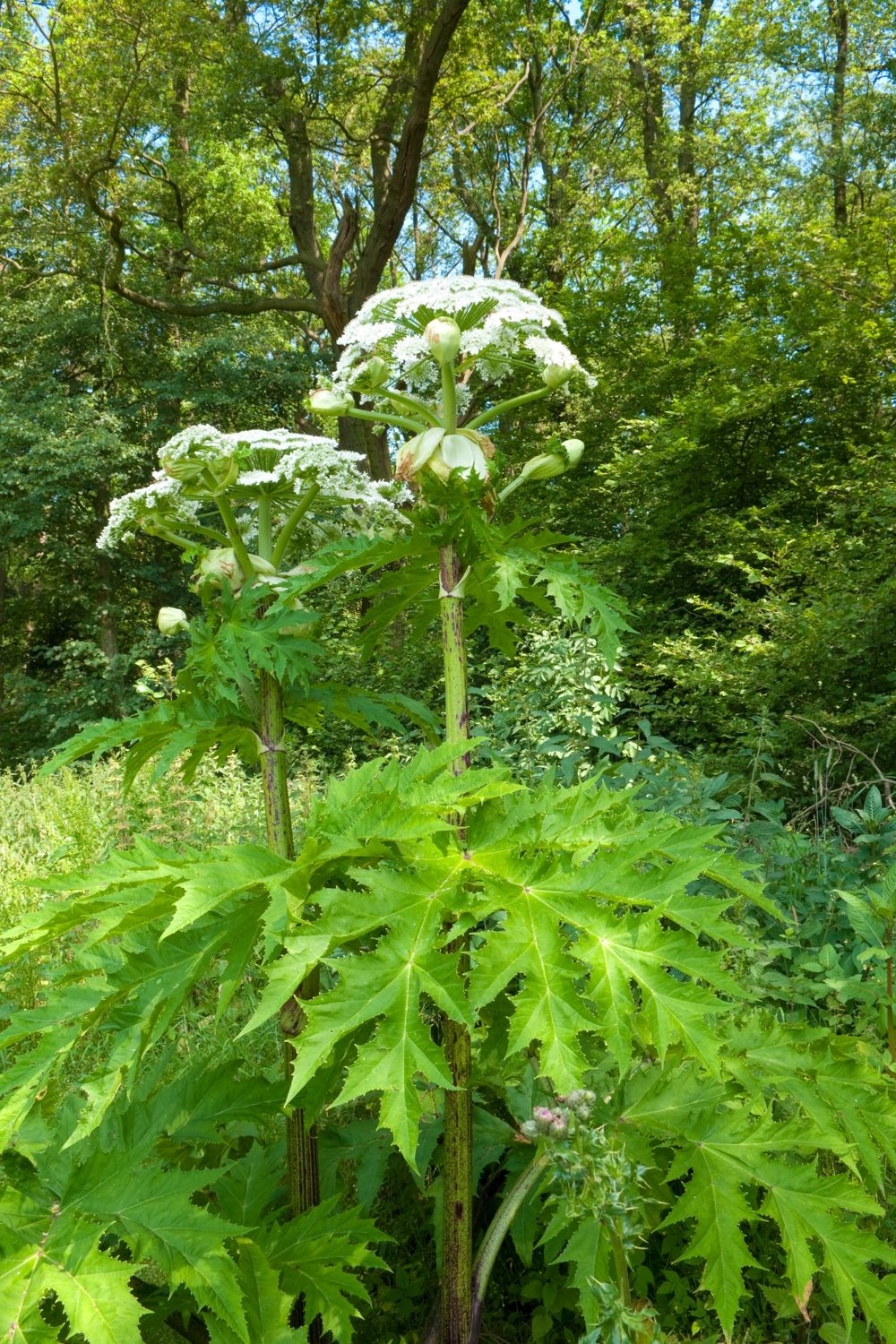 Hogweed