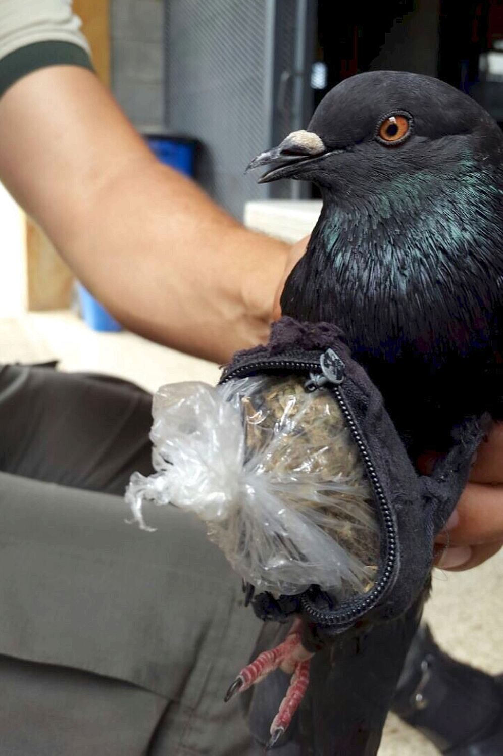 Pigeon had stash of drugs in pouch