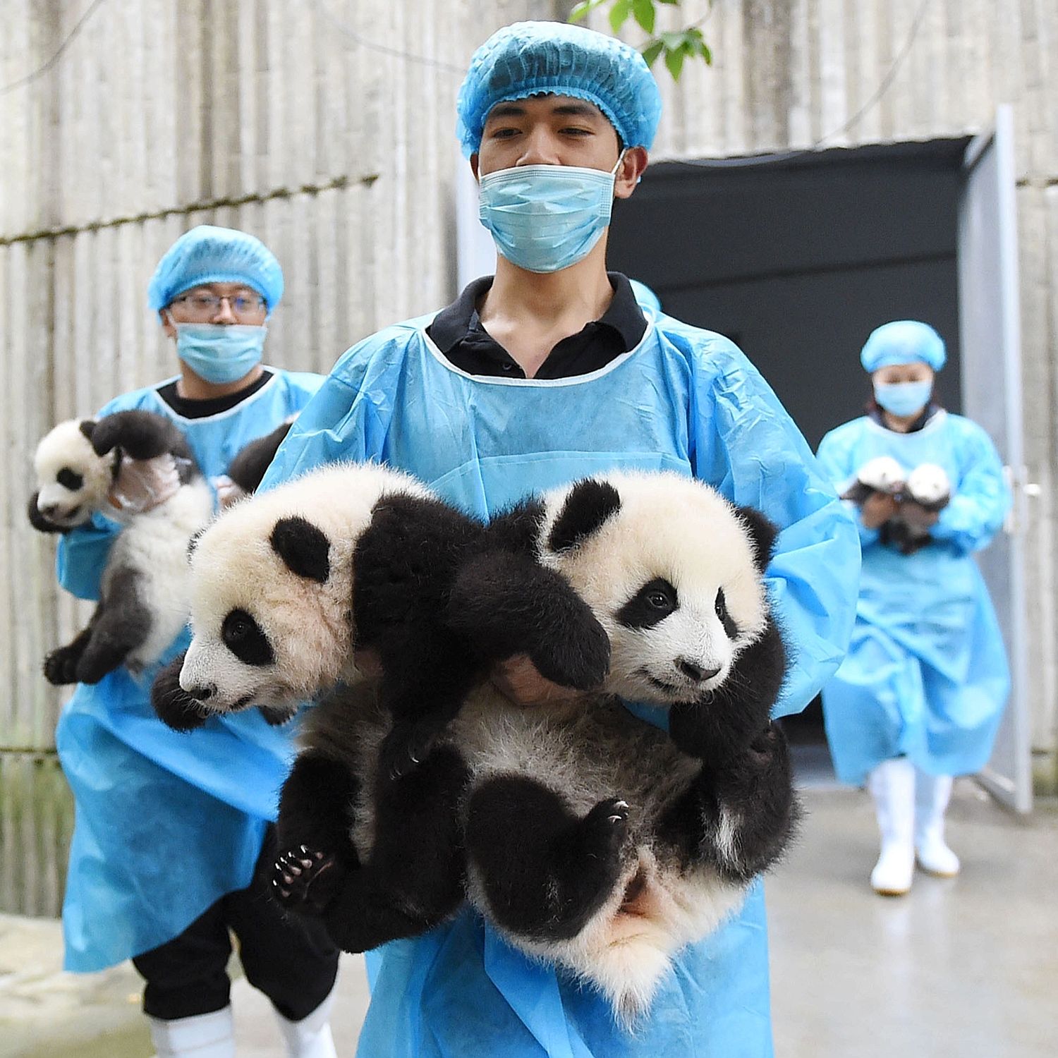 Bearing gifts ... carers carry cubs