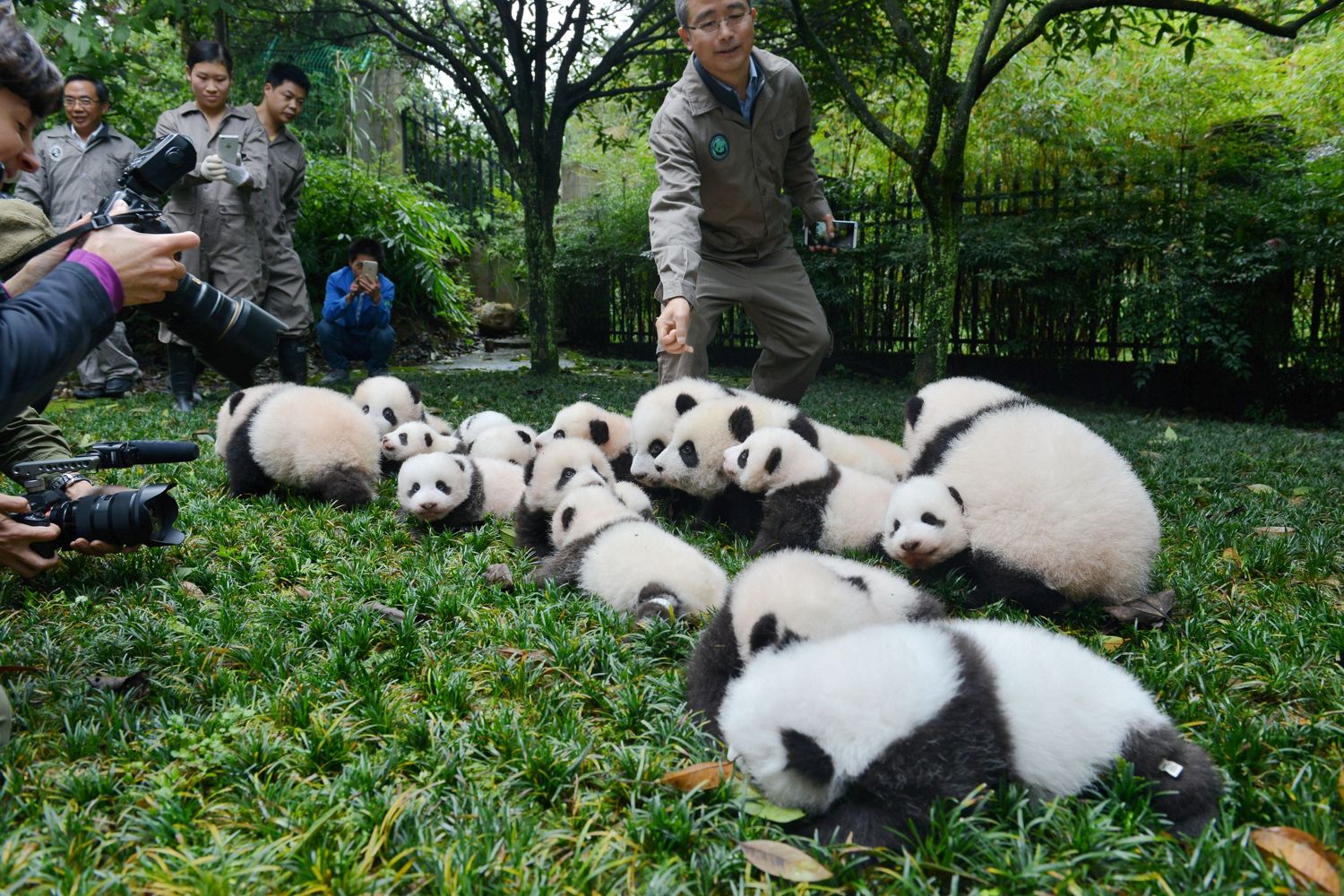 It's the paw-paw-azzi ... photographers kneel to get pictures knowing pandas won't snap back