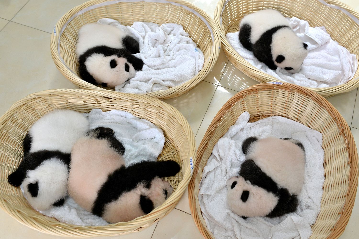 Slum-bear party ... happy cubs snuggle in their baskets to doze