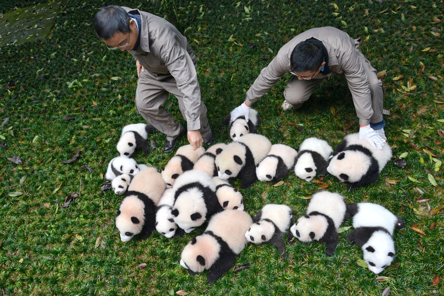 Giant group hug ... youngsters play on grass while carers check they don't wander too fur