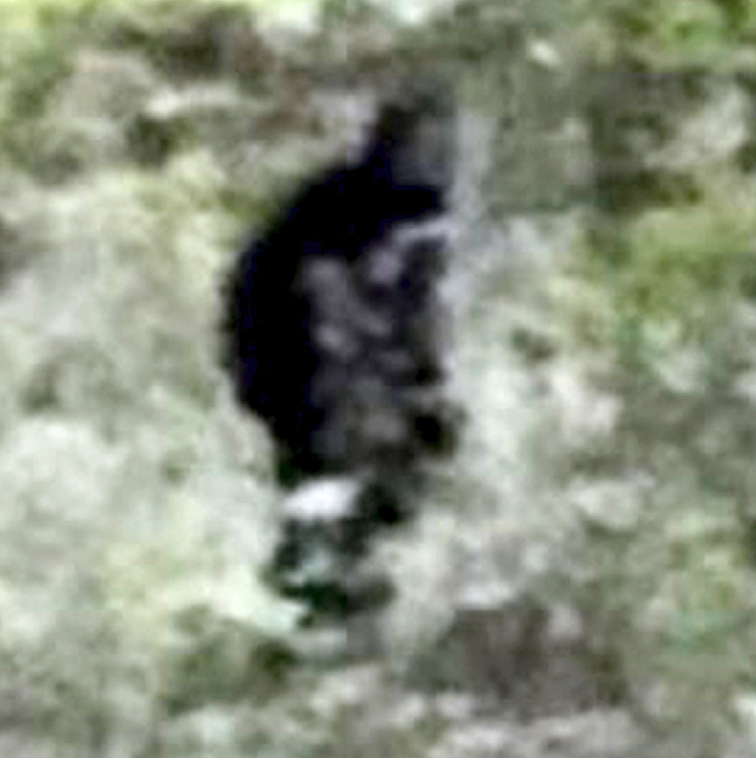 Has Bigfoot been spotted in Sussex?