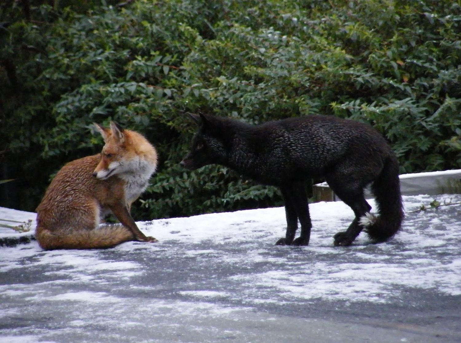 At first glance the creature beast baring its sharp teeth looks like a grizzly black bear.
But this is the terrifying moment a rare black fox and a red fox launched into a vicious fight - in a suburban west London garden.
Amateur photographer Adam Lloyd, 48, took the dramatic photos showing the pair snarling in combat as they fought over a vixen.
Black foxes are incredibly rare ¿ only a handful of them are said to exist in the UK and legend says they bring bad luck.
But Mr Lloyd could hardly believe his good fortune when he spotted the distinctive jet-black creature with its bushy white-tipped tail from a bathroom window.
He said: ¿Until now I never knew black foxes existed. So I feel incredibly privileged to have witnessed not only a black fox but such a battle ¿ and such drama in a busy London suburb.
¿To open bathroom blinds and see a black fox calmly sat right in front of me on a shed roof next to him was a vixen was extraordinary.¿
Quickly reaching for a camera he began taking photos. 
But within minutes the scene of serenity on a frosty morning had turned to one of menace as another fox ¿ a red male with a less bushy coat¿ began howling in the garden next door.
Said Mr Lloyd: ¿The black fox and the vixen looked over the wall to see what the noise was. I had no idea what was making the commotion until I saw the male red fox come into view. 
¿The vixen who had been with the black fox stepped aside out of danger. It as then the red male fox arched his back and with his ears back and tail down, let out a long snarl.
¿The male red fox had a patchy fur coat and didn¿t look as well as the black fox and the vixen. I can only think he went into battle because he wanted to mate with the vixen or possibly the pair had strayed onto his territory.¿