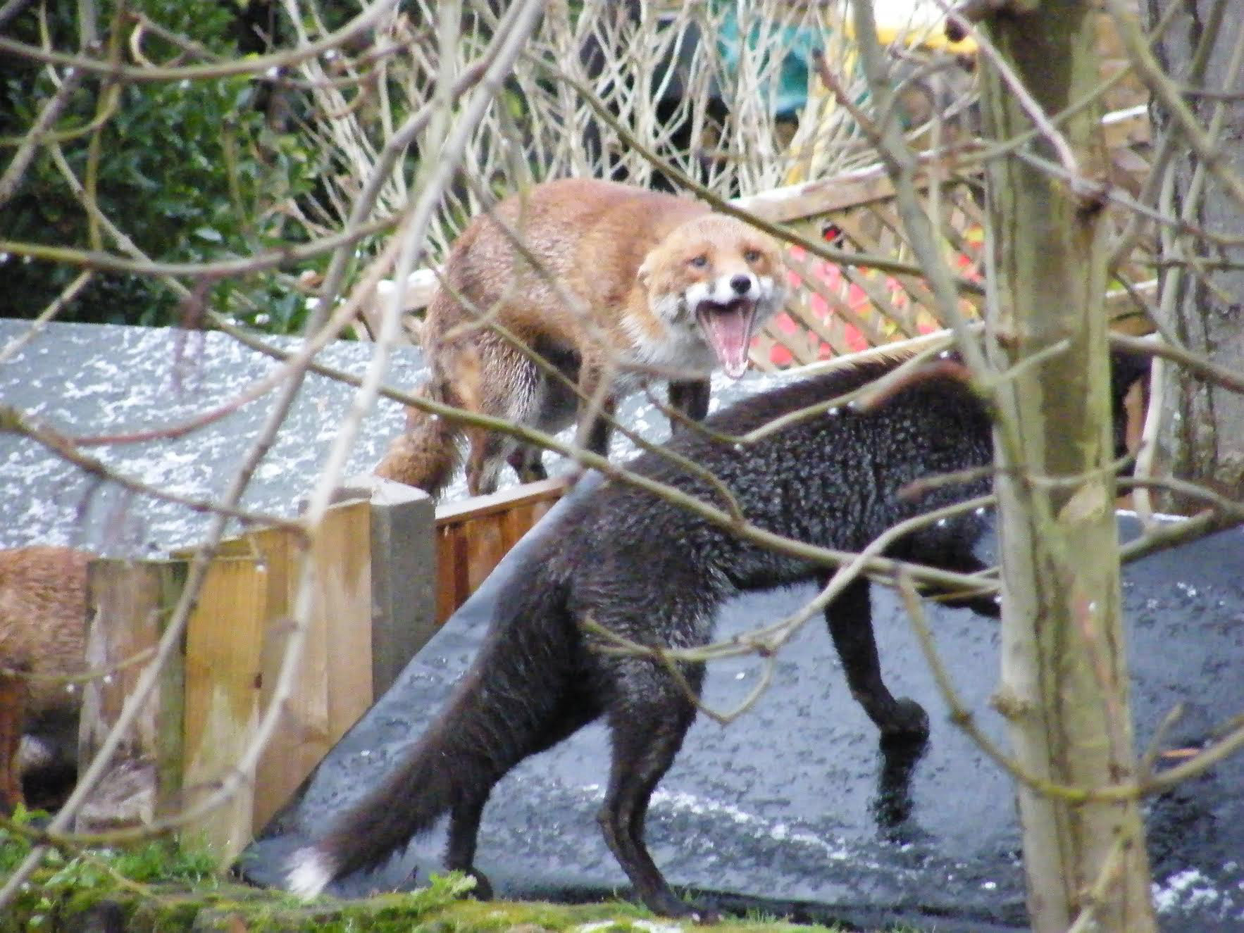 At first glance the creature beast baring its sharp teeth looks like a grizzly black bear.
But this is the terrifying moment a rare black fox and a red fox launched into a vicious fight - in a suburban west London garden.
Amateur photographer Adam Lloyd, 48, took the dramatic photos showing the pair snarling in combat as they fought over a vixen.
Black foxes are incredibly rare ¿ only a handful of them are said to exist in the UK and legend says they bring bad luck.
But Mr Lloyd could hardly believe his good fortune when he spotted the distinctive jet-black creature with its bushy white-tipped tail from a bathroom window.
He said: ¿Until now I never knew black foxes existed. So I feel incredibly privileged to have witnessed not only a black fox but such a battle ¿ and such drama in a busy London suburb.
¿To open bathroom blinds and see a black fox calmly sat right in front of me on a shed roof next to him was a vixen was extraordinary.¿
Quickly reaching for a camera he began taking photos. 
But within minutes the scene of serenity on a frosty morning had turned to one of menace as another fox ¿ a red male with a less bushy coat¿ began howling in the garden next door.
Said Mr Lloyd: ¿The black fox and the vixen looked over the wall to see what the noise was. I had no idea what was making the commotion until I saw the male red fox come into view. 
¿The vixen who had been with the black fox stepped aside out of danger. It as then the red male fox arched his back and with his ears back and tail down, let out a long snarl.
¿The male red fox had a patchy fur coat and didn¿t look as well as the black fox and the vixen. I can only think he went into battle because he wanted to mate with the vixen or possibly the pair had strayed onto his territory.¿