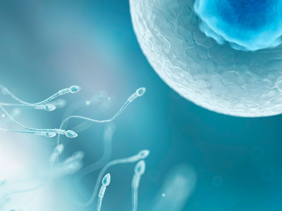  The familiar concept of sperm meeting egg could soon be a thing of the past