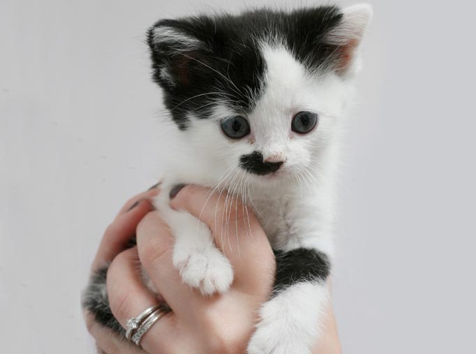 Kitler, a kitten small enough to fit in a cup with a remarkable resemblance to Hitler is looking for a home after being found abandoned at the side of a busy road.