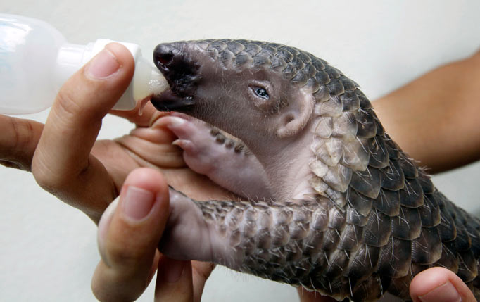  Defenceless ... a Thai zoo official feeds an innocent pangolin with milk