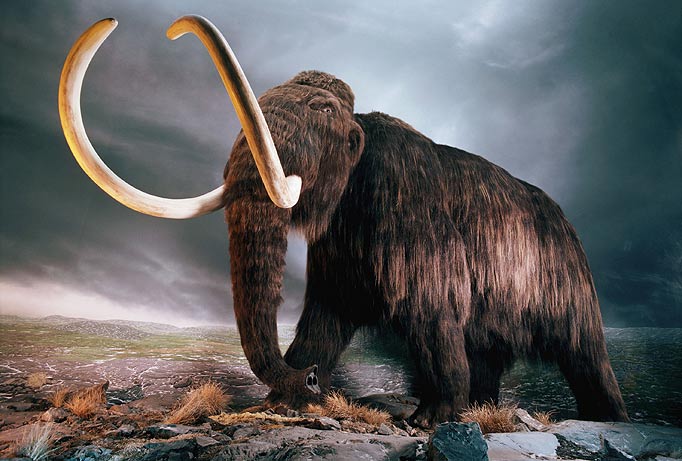  The Woolly Mammoth went extinct more than 10,000 years ago