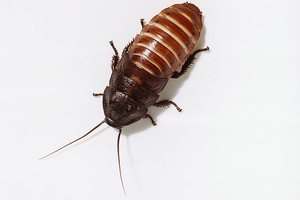 cockroach