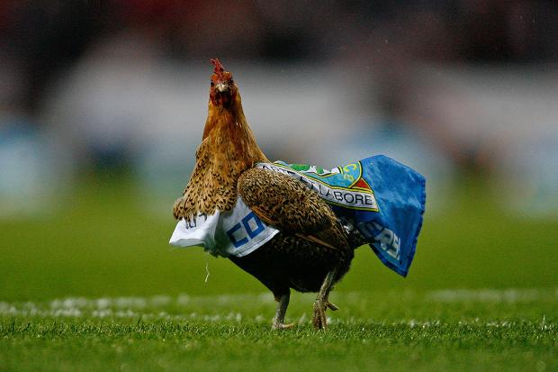 A flag-clad fowl at Blackburn's clash with Wigan a few years ago