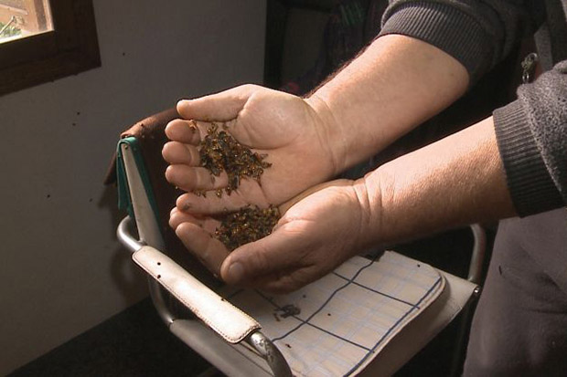 A bizarre plague of millions of ladybirds has bugged locals in western Romania