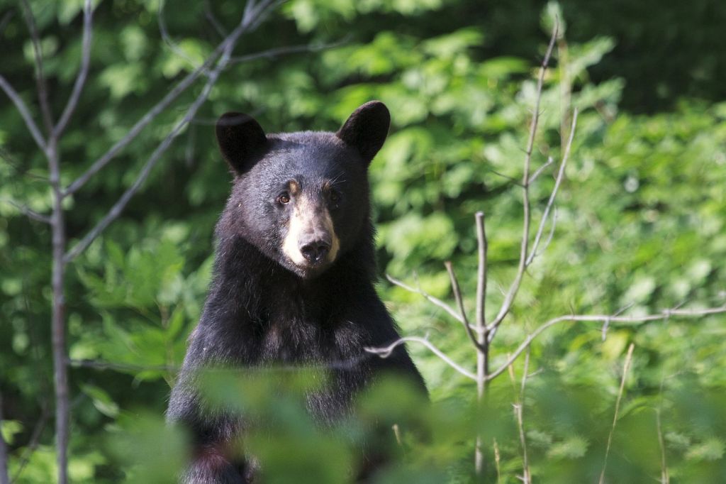 There are 6,000 black bears living in this part of the world