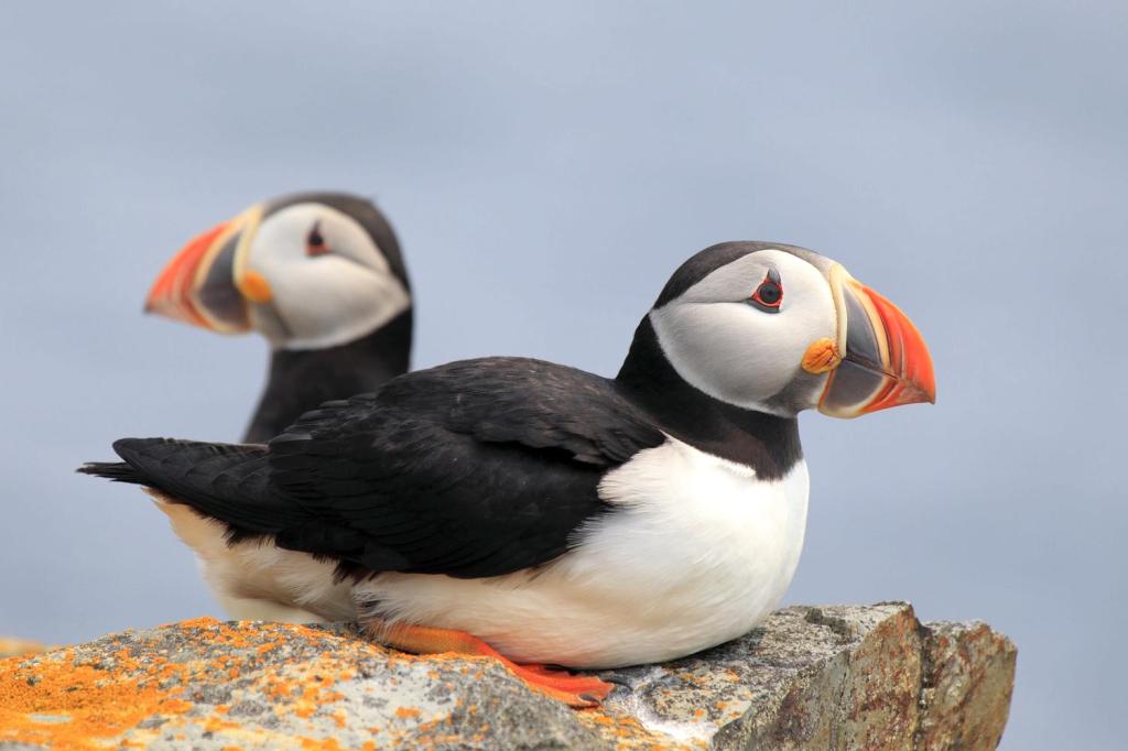 Birdwatchers can see puffins at the Elliston Puffin Site