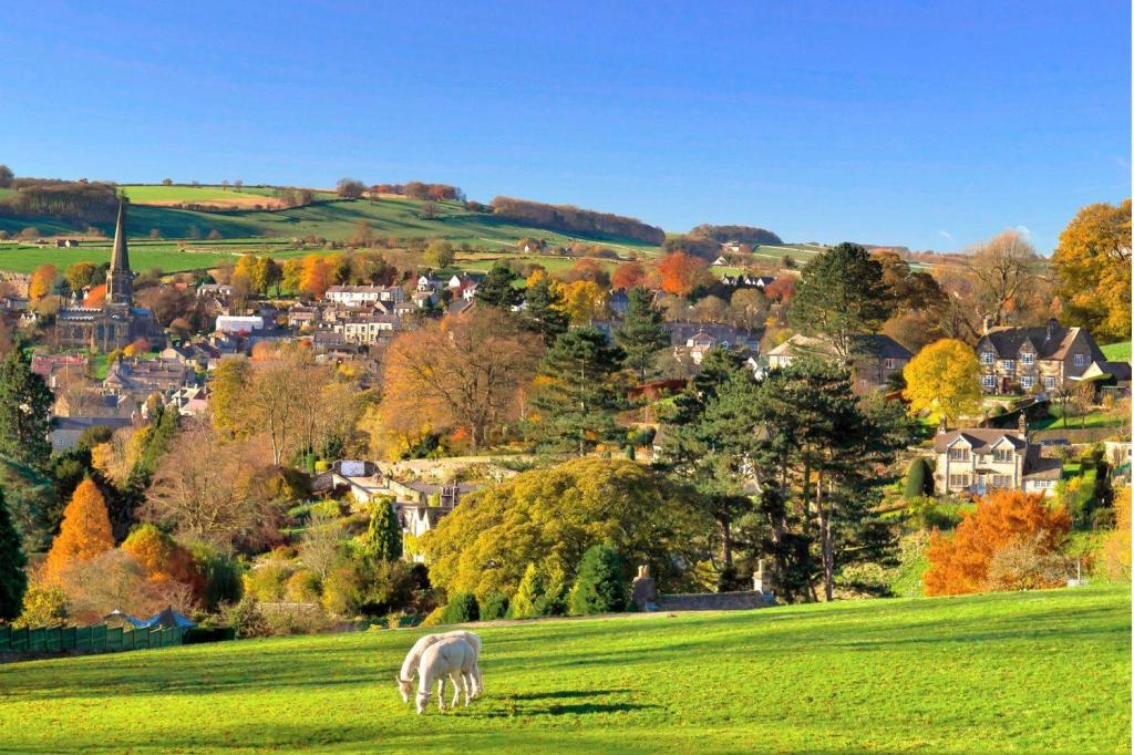  Llamas graze in the Peak District