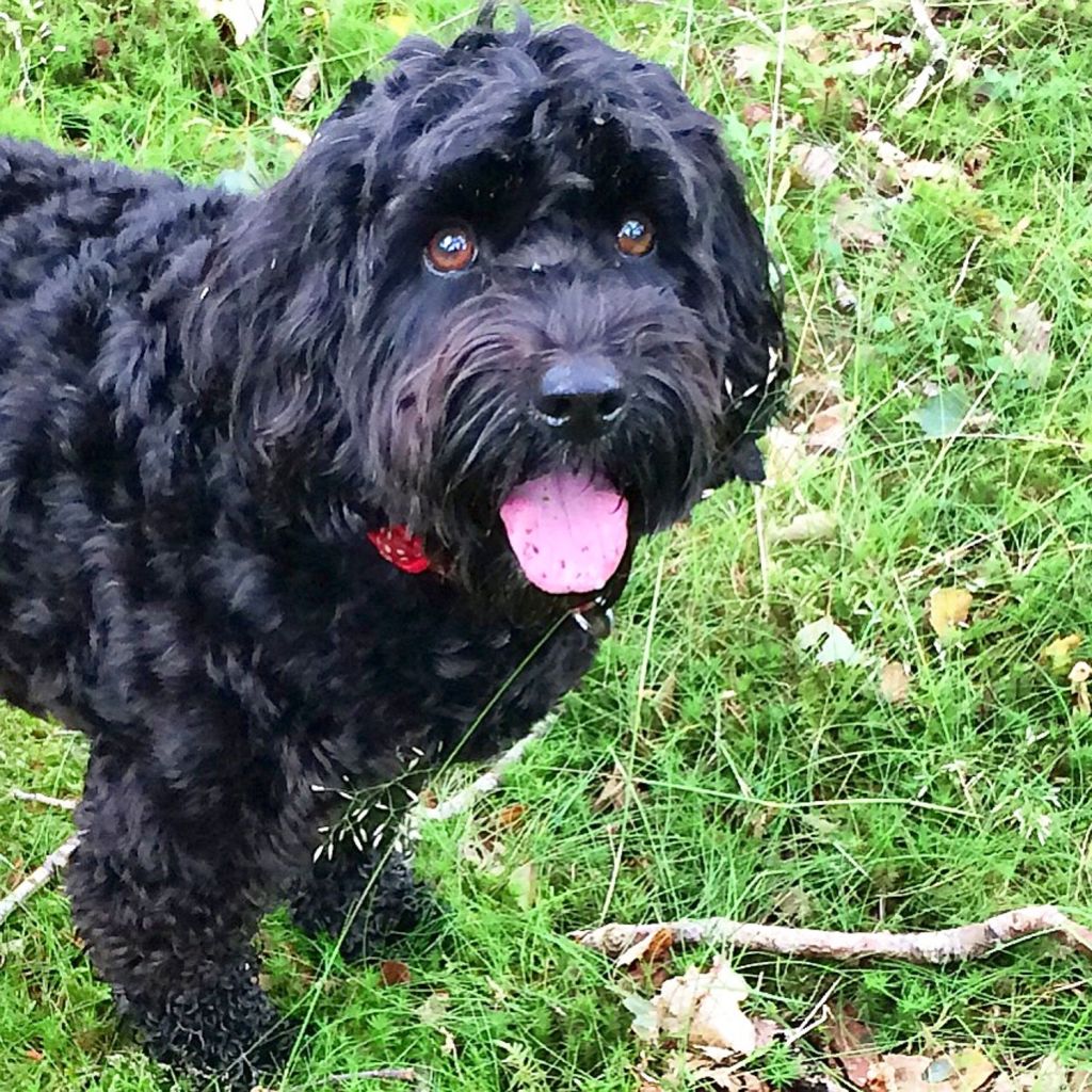  Miss Mollie Moo the Cockapoo