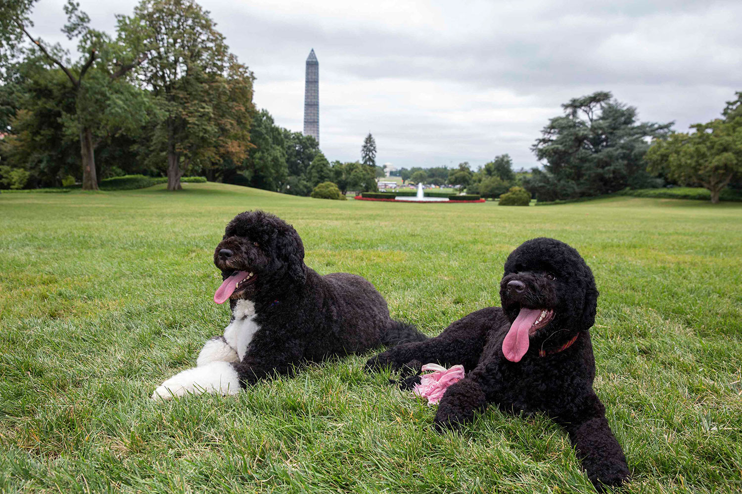  The current pooches on parade are Sunny and Bo, Portuguese water dogs, who are canine ambassadors for The White House