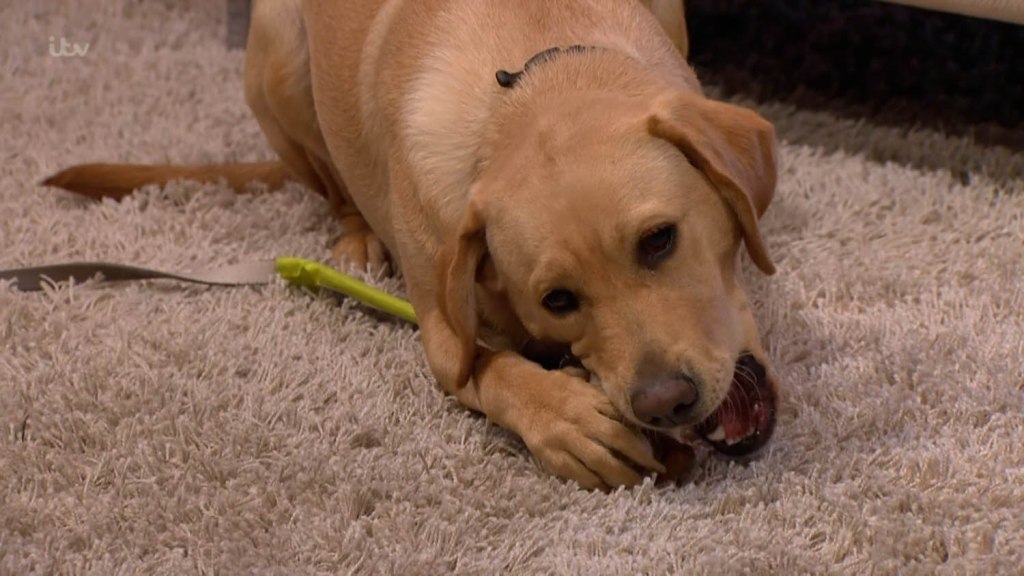  Clover chews on a bone unaware of the chaos