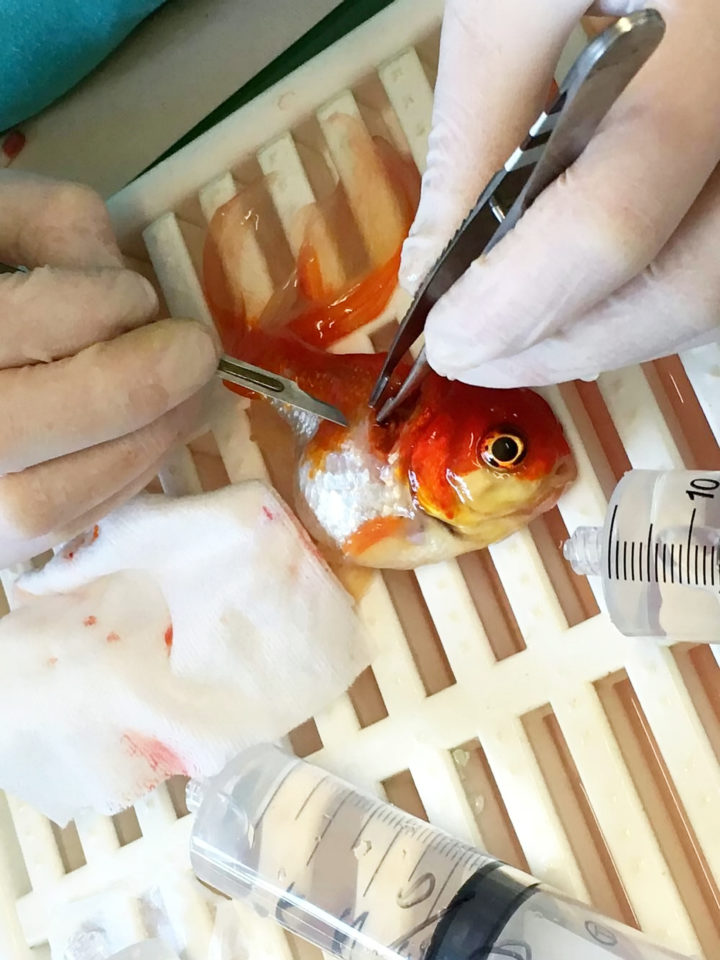 Nemo had to undergo the operation for 45 minutes