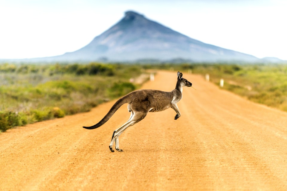 Heinrich said she would undergo surgery in the city of Adelaide on Thursday but urged other cyclists to keep using the trail despite the kangaroo encounter