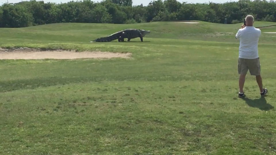 Alligator Florida golf course