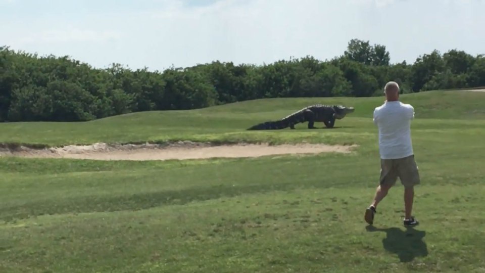 alligator Florida golf course