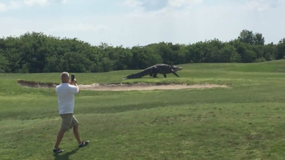 Huge alligator walks down Florida golf course