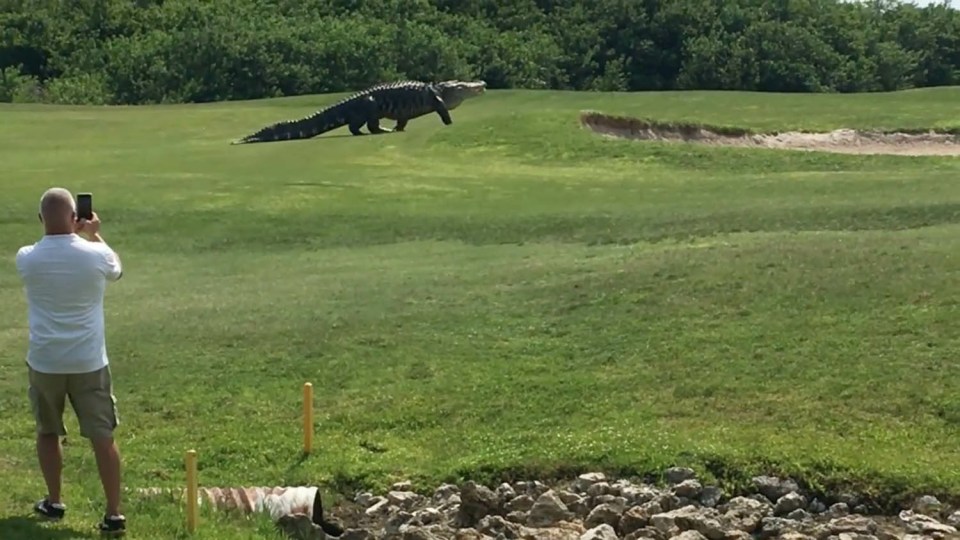 Huge alligator walks down Florida golf course