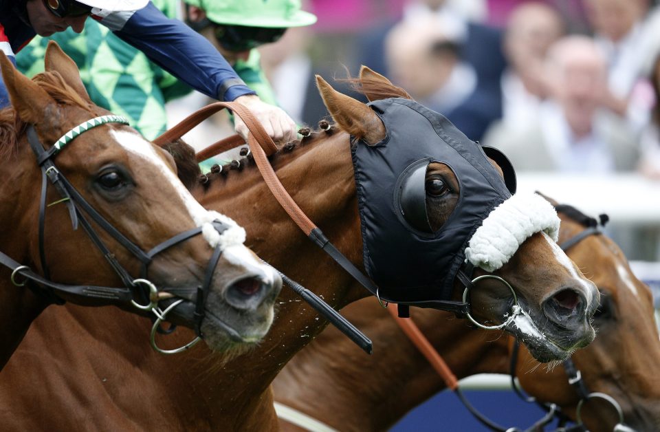  Tullius (headgear) noses in front of Decorated Knight and Custom Cut in a thrilling finish to the race at Epsom last year