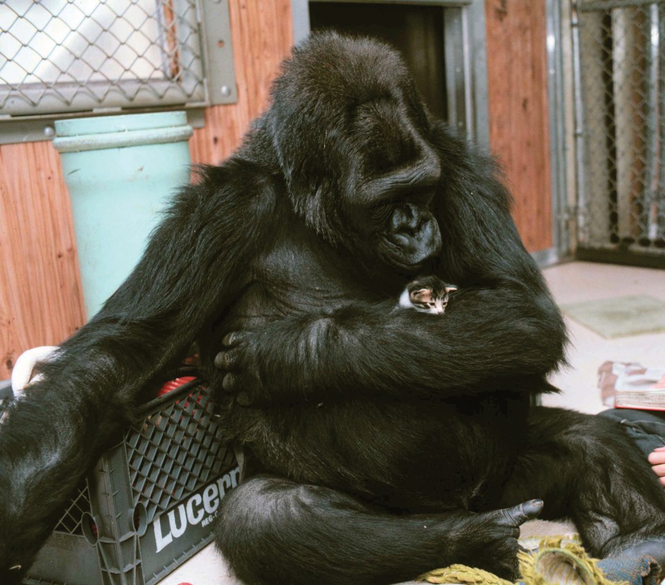  It just wants a cuddle, but if this gorilla squeezes too hard it will be a cat-astrophe