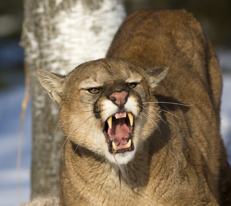 A mountain lion like the one pictured here attacked a boy in his front garden as he played with his older brother