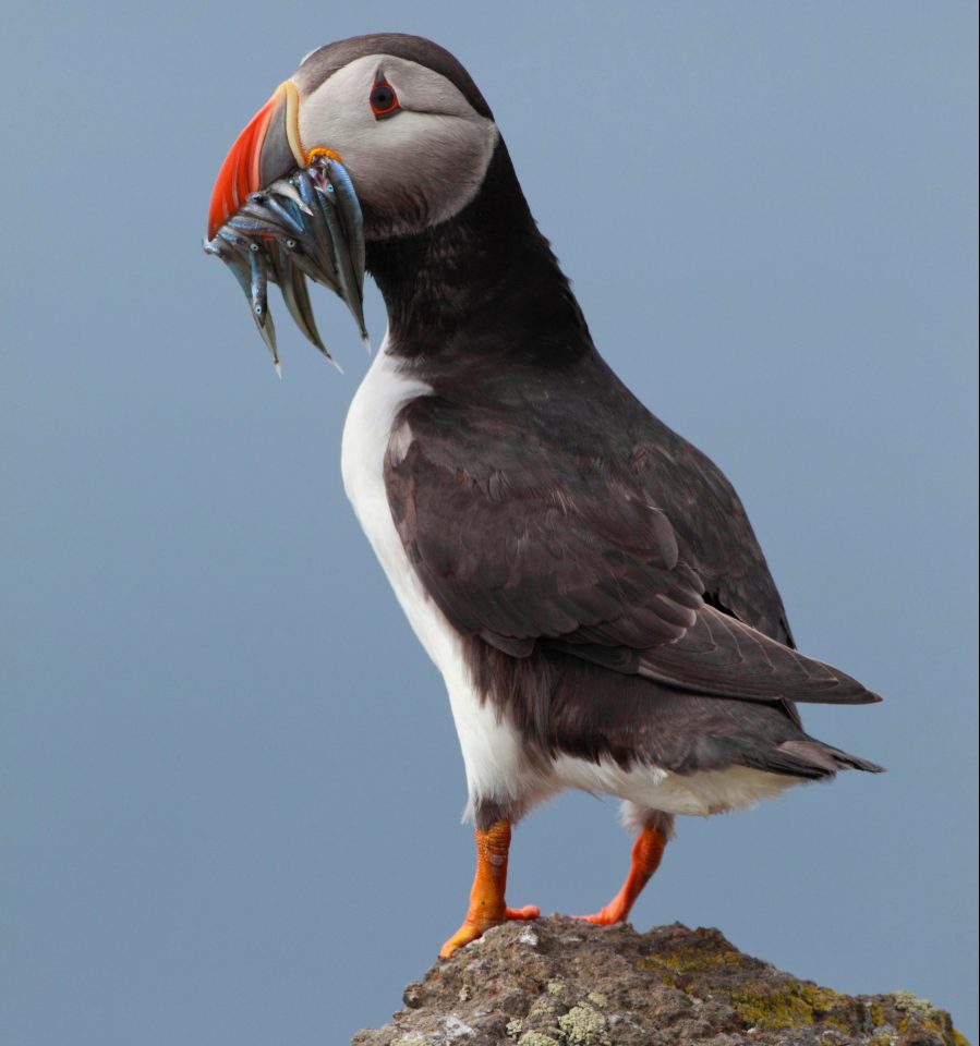  Hold the Big Mac... they prefer to eat raw puffin heart