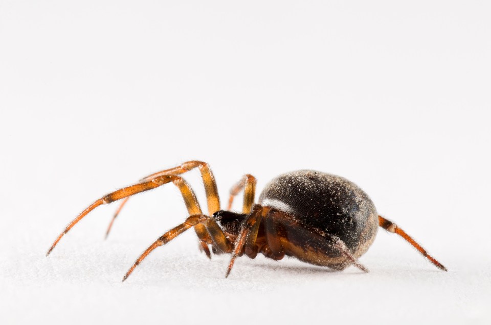  The false widow can leave people fighting for their lives