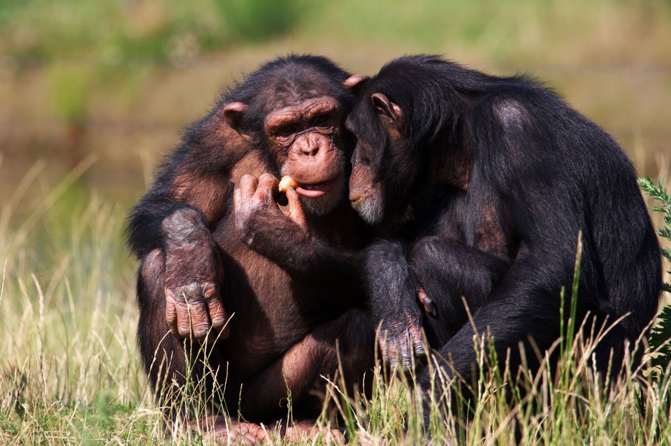 chimpanzees eating a carrot sitting close together