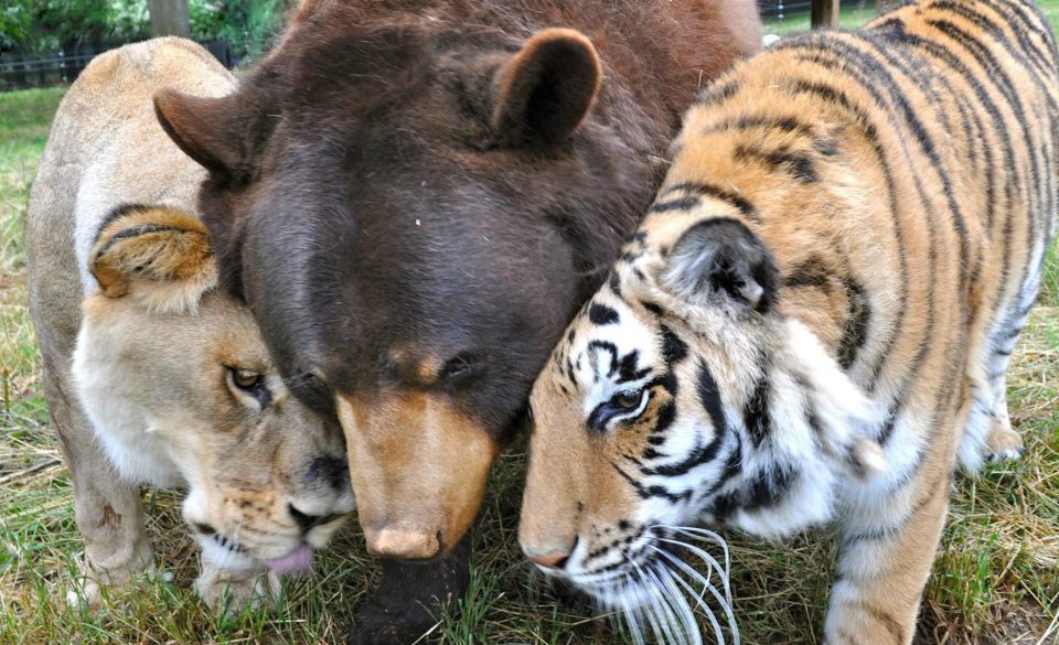  Three’s a crowd, but these pals can bear it