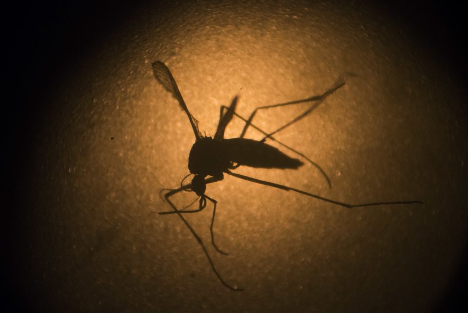  The dangerous Aedes aegypti mosquito pictured through a microscope