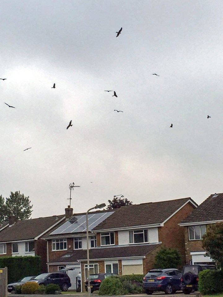 Many locals have reported having food plucked right out of their hands by the birds