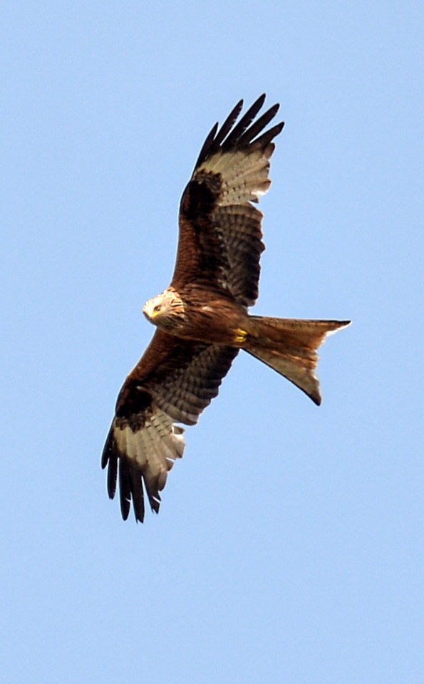 Red kites are becoming increasingly brazen in their attacks