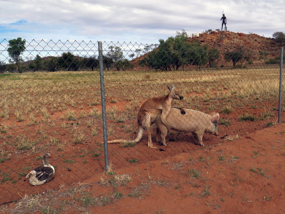 Kangaroo and Pig love