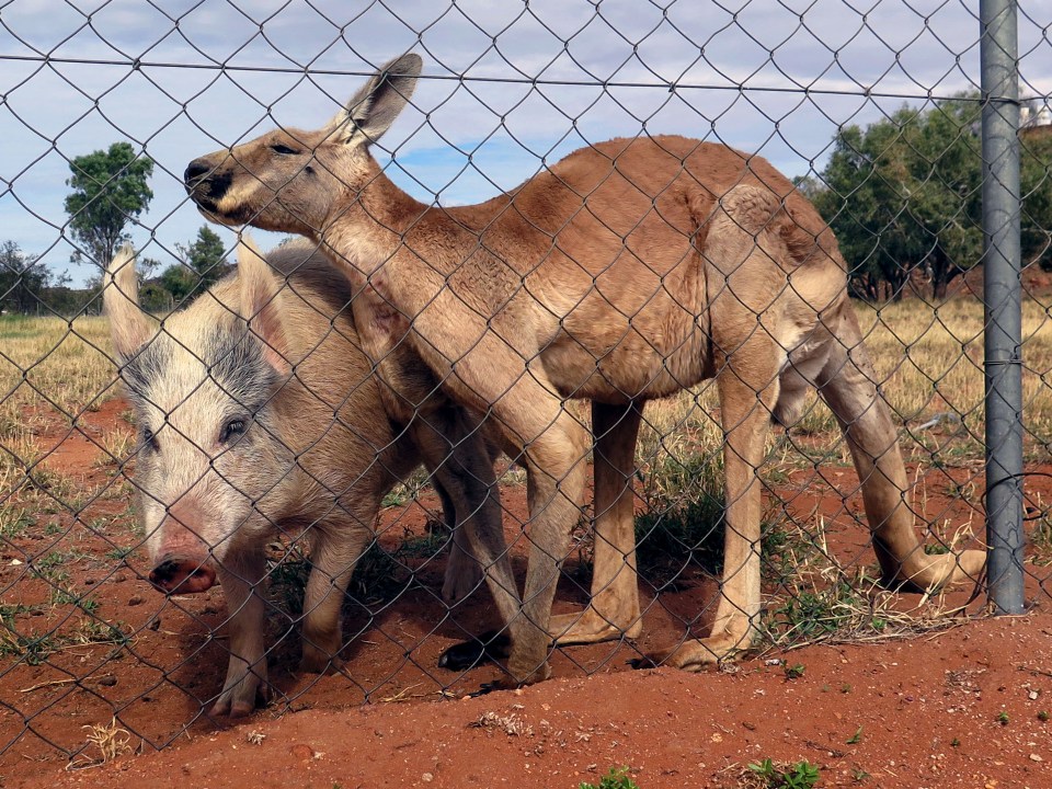 Kangaroo and Pig love