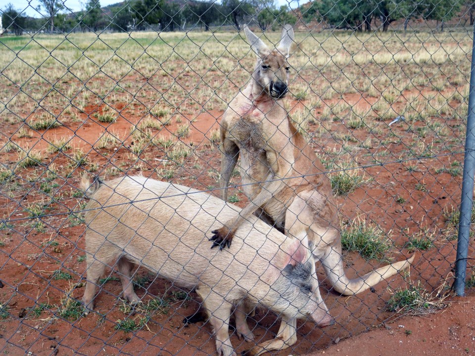 Kangaroo and Pig love