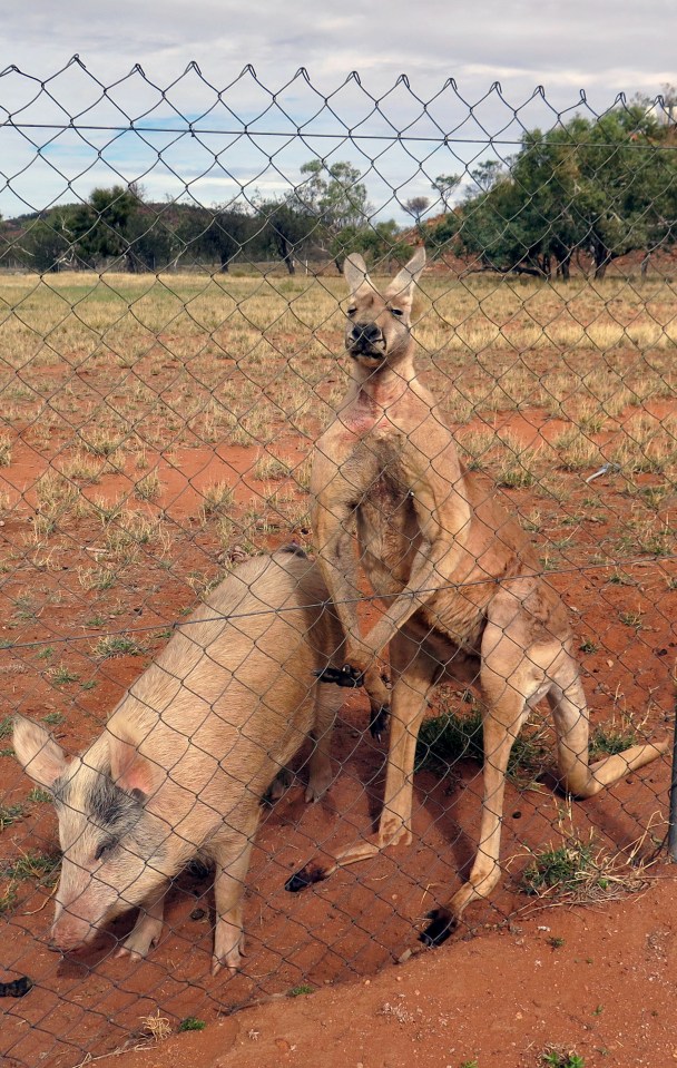 Kangaroo and Pig love