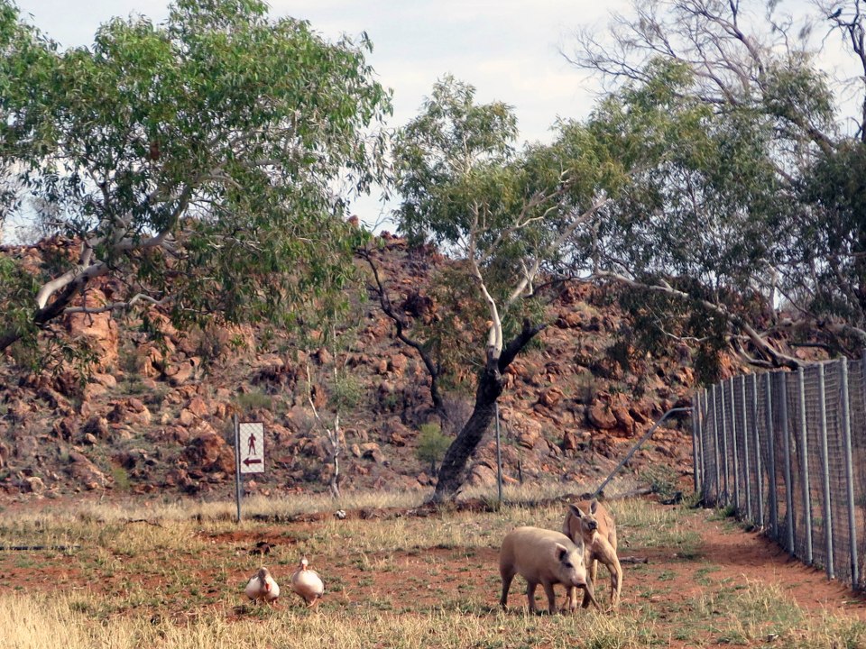 Kangaroo and Pig love