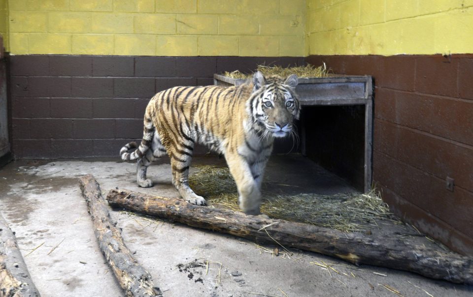  Fine ... zoo must cough up £250k after Sumatran tiger was able to attack keeper