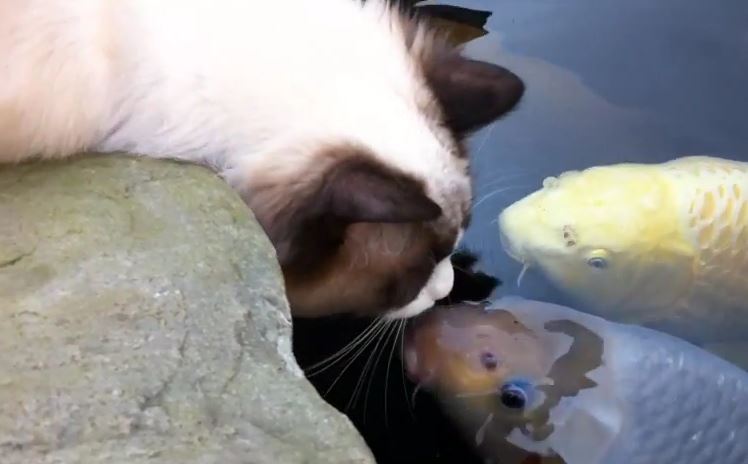  A cat whiskers to his underwater pals that he loves fish and lips