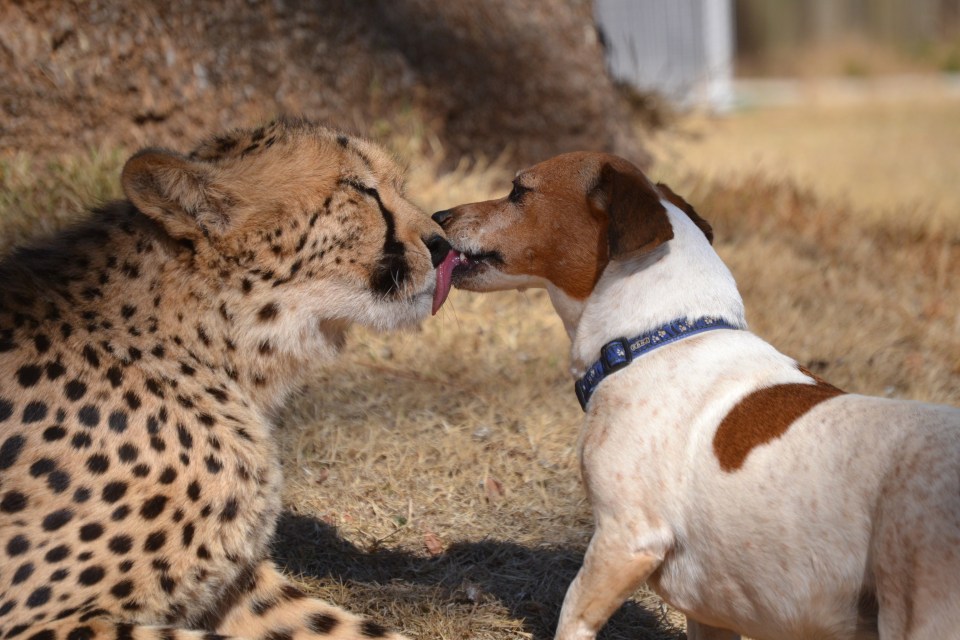  A rescue dog and big cat make an unlikely couple but they promised never to cheetah