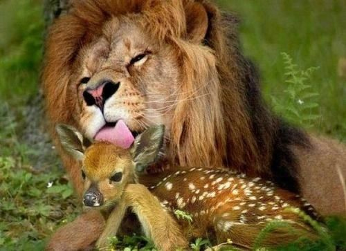  We’ve got no i-deer what this lion and fawn see in each other . . . hopefully it is not love at first bite