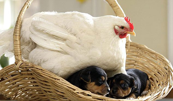  Pups are egg-spertly mothered by a hen