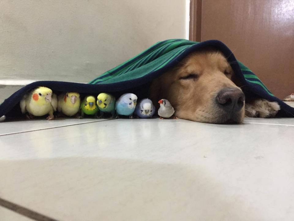  Let’s hope it’s not bed and breakfast for this snoozing canine and his feathered friends